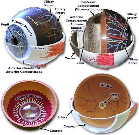 eye anatomy model