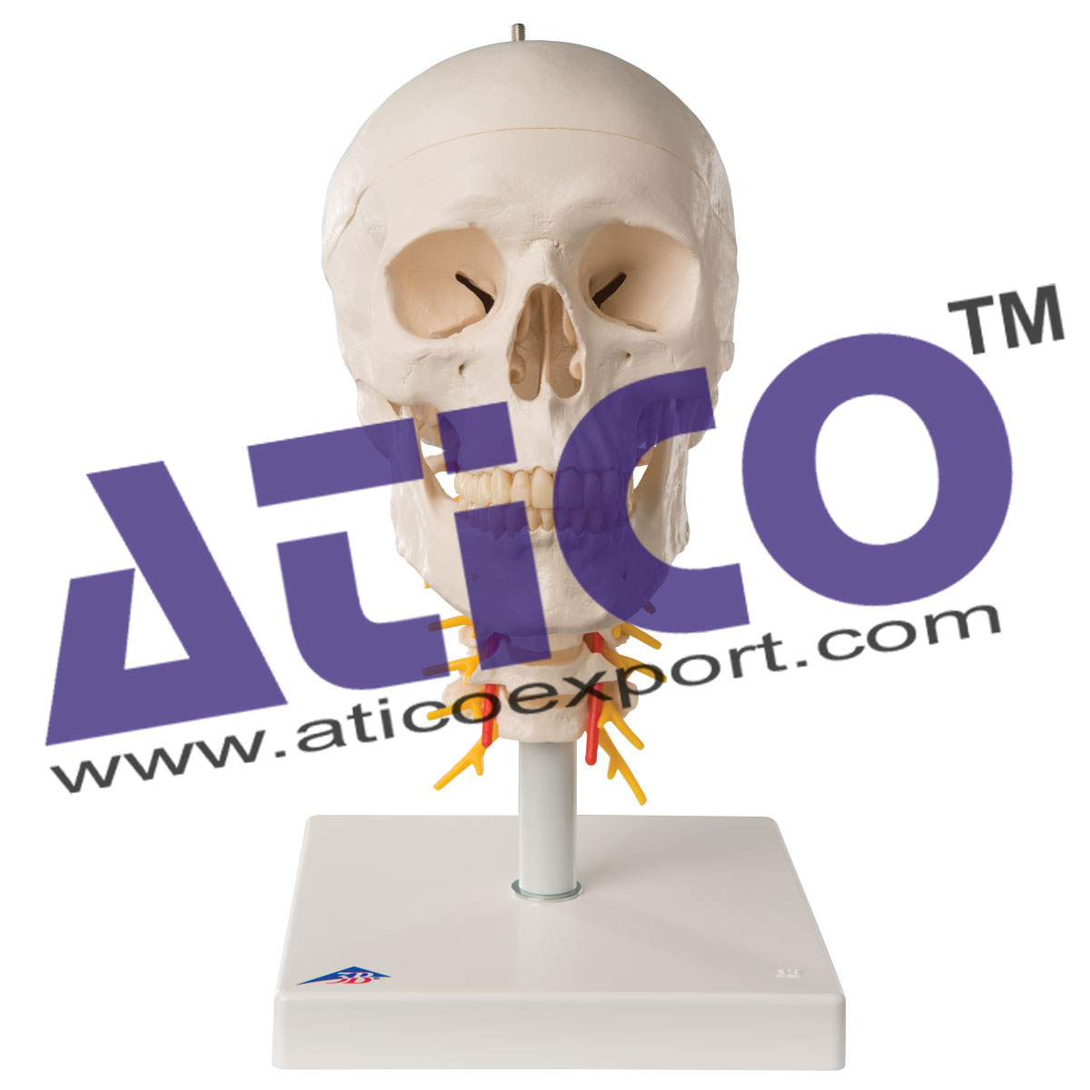 Human Skull Model With Cervical Spine