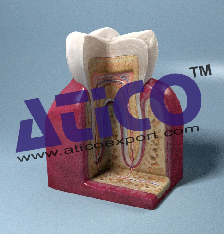 Molar And Incisor Cross Section Model