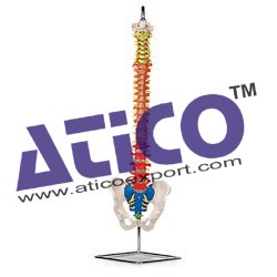 Flexible Spinal Column With Colour Coded...