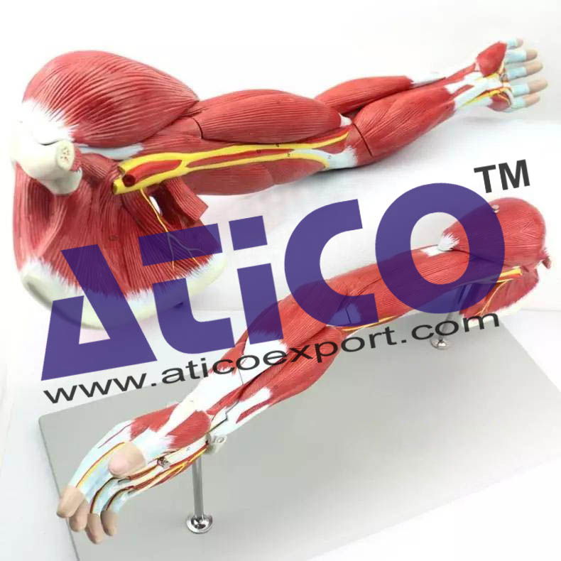 Human Arm Muscles Anatomy Model