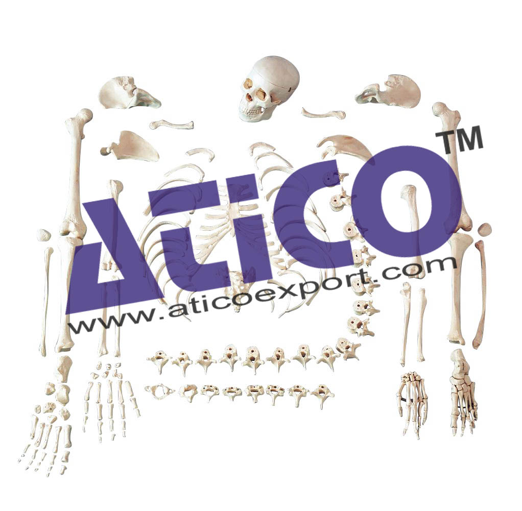 Human Disarticulated Skeleton