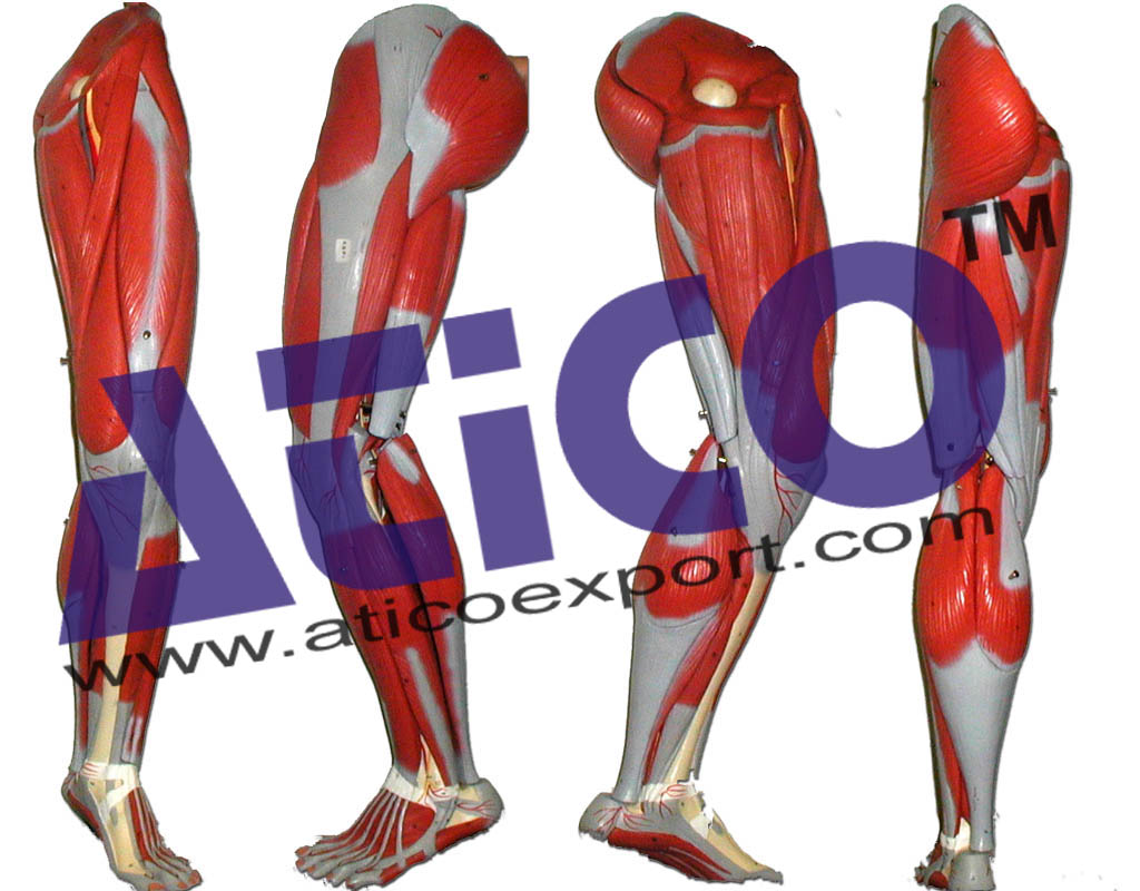 Human Leg Muscles Anatomy Model