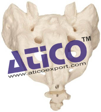 Sacrum With Coccyx